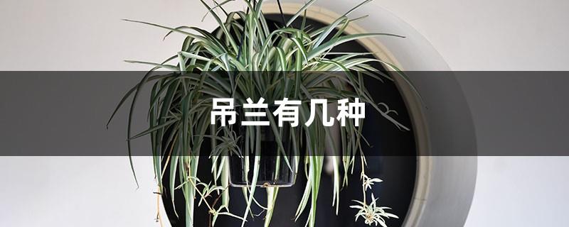 There are several types of spider plants, types of spider plants