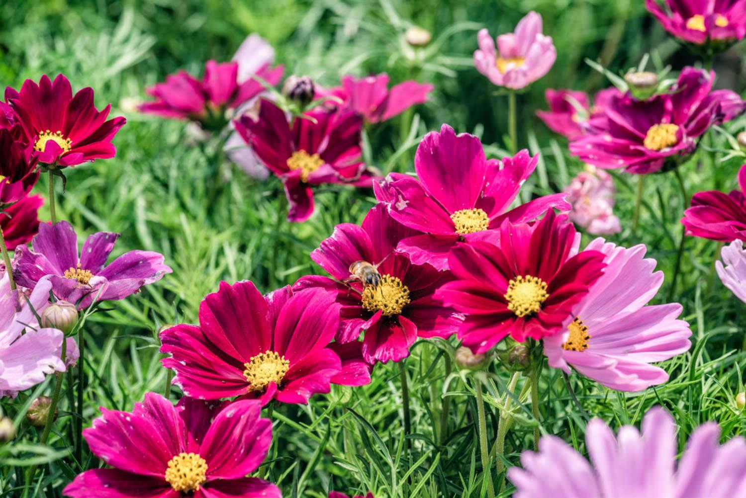 Gelsang Flower