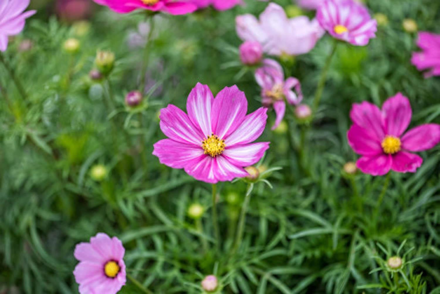 Gelsang Flower