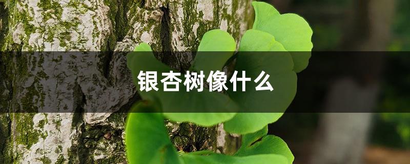 What does the Ginkgo tree look like, Ginkgo pictures