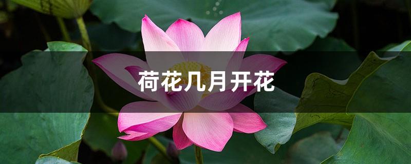 In what months do lotus flowers bloom, pictures of lotus flowers