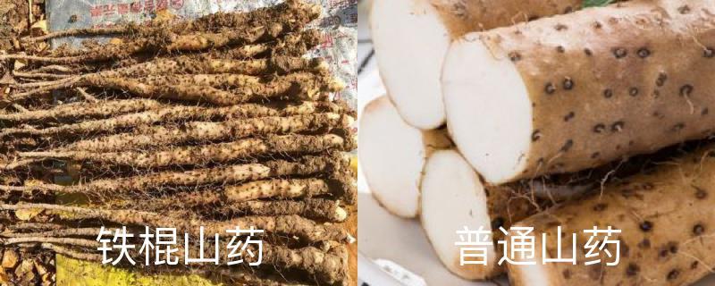 The difference between iron stick yam and ordinary yam