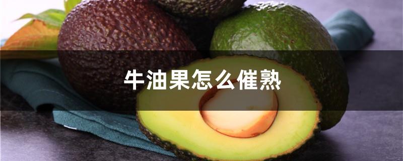 How to tell if avocado is ripe or not, how to ripen avocado