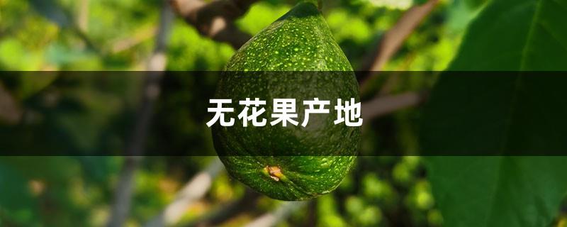 Fig origin, fig price