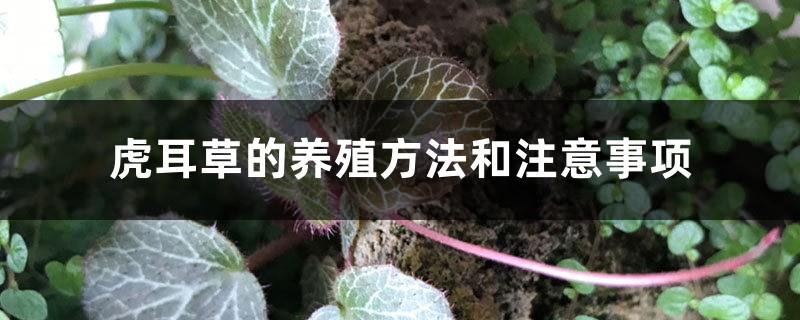 Cultivation methods and precautions for saxifrage, how to grow saxifrage on water-absorbing stones