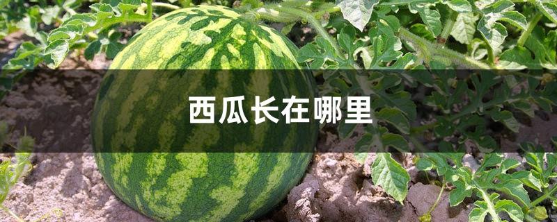 Where does watermelon grow, the origin of watermelon