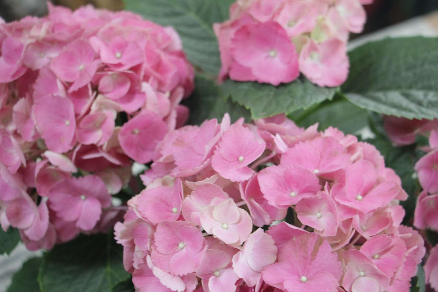 Hydrangea