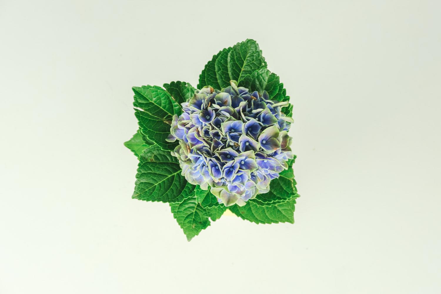 Hydrangea