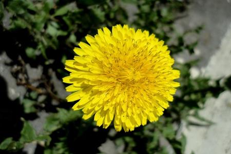 Dandelion