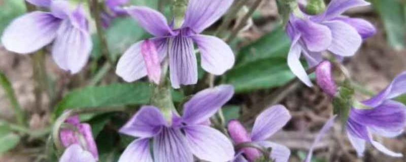 The difference between purple and yellow flowers