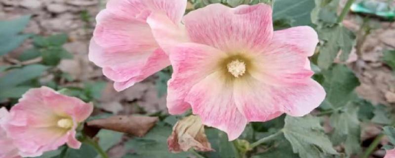 The difference between hollyhocks and mallows