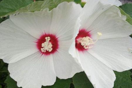 Hibiscus Kwai