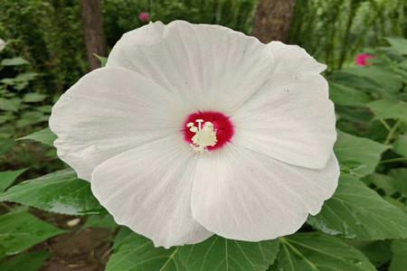 Hibiscus Kwai