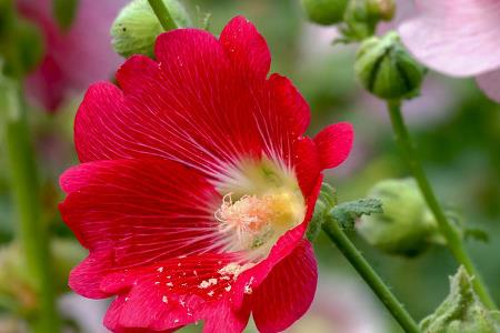 Hollyhock