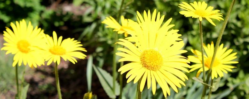 The difference between daisies and aster