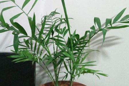 Phoenix Bamboo