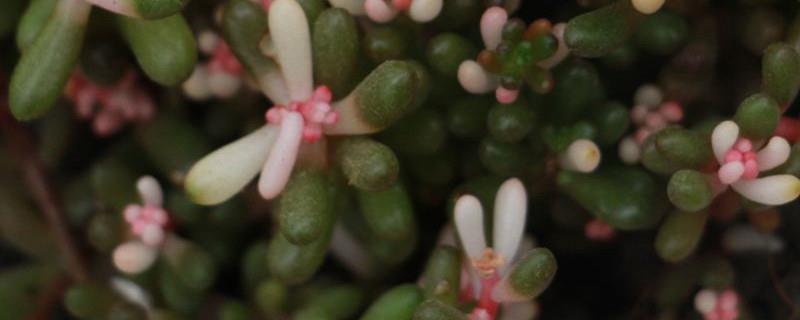 The difference between the dance of elegant music and the golden branches and jade leaves