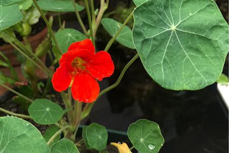 Nasturtium