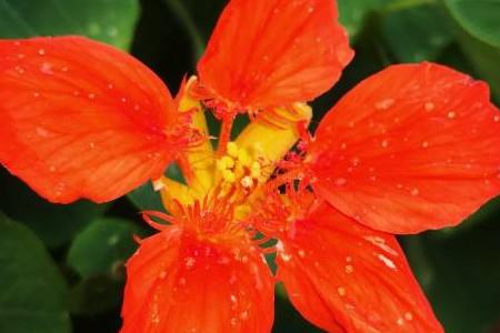 Nasturtium