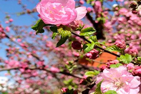 Elm Leaf Plum