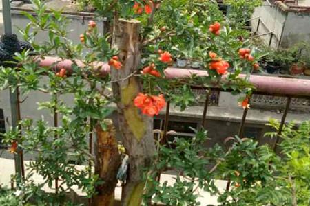 Flower Pomegranate