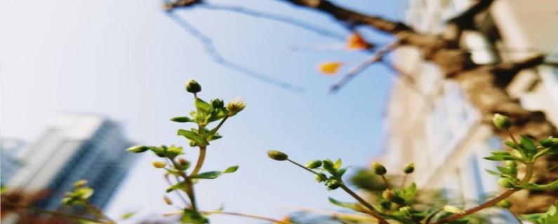 Wild spinach farming methods