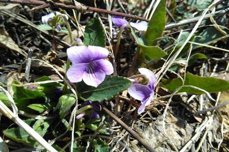 Purple-flowered groundweed