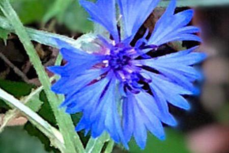 Cornflower