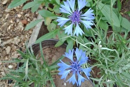 Cornflower