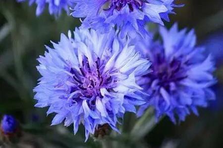 Cornflower