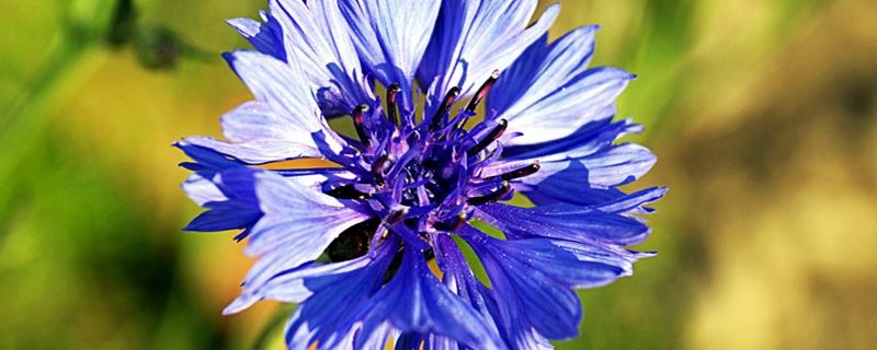 The difference between cornflower and chamomile