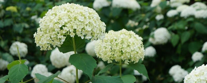 The difference between beautiful cherry blossoms and hydrangeas