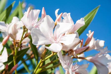 Oleander