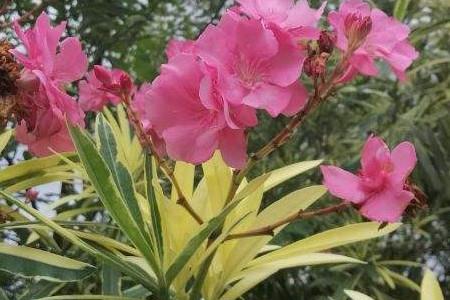 Oleander