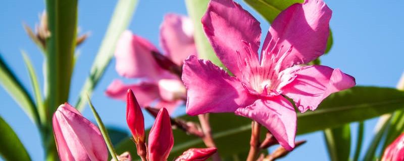 The difference between oleander and peach trees