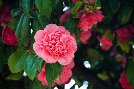 Camellia