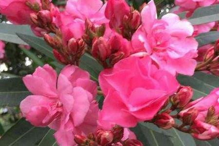 Oleander