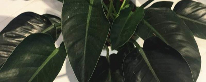 The difference between golden diamond and philodendron