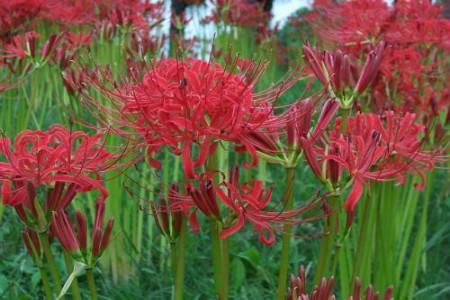 Lycoris