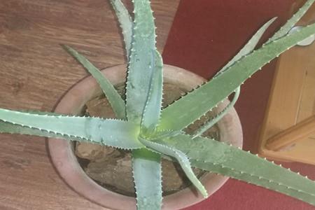 Aloe Vera