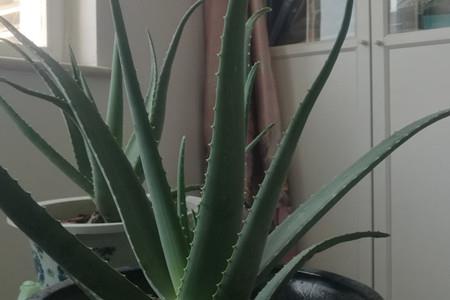 Aloe vera