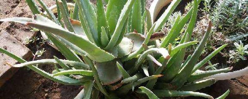 The Difference Between Chinese Aloe Vera and Aloe Vera Curacao