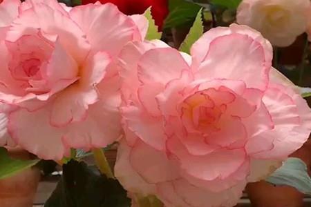 Begonia Bulb