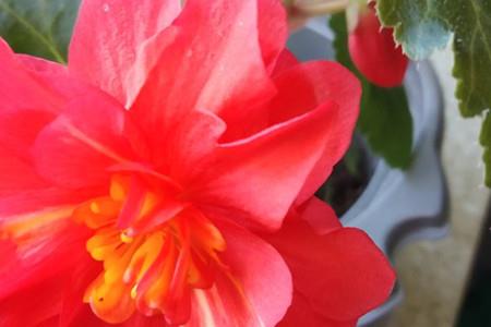 Bulb Begonia