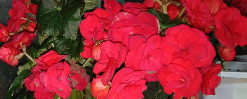 The difference between Bulb Begonia and Rieger Begonia