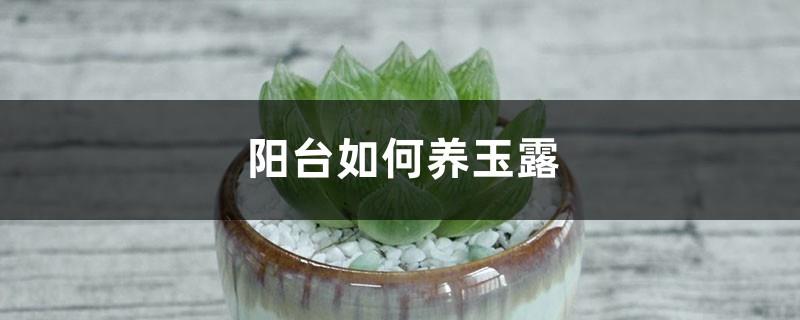 How to grow jade dew on the balcony, what should you pay attention to