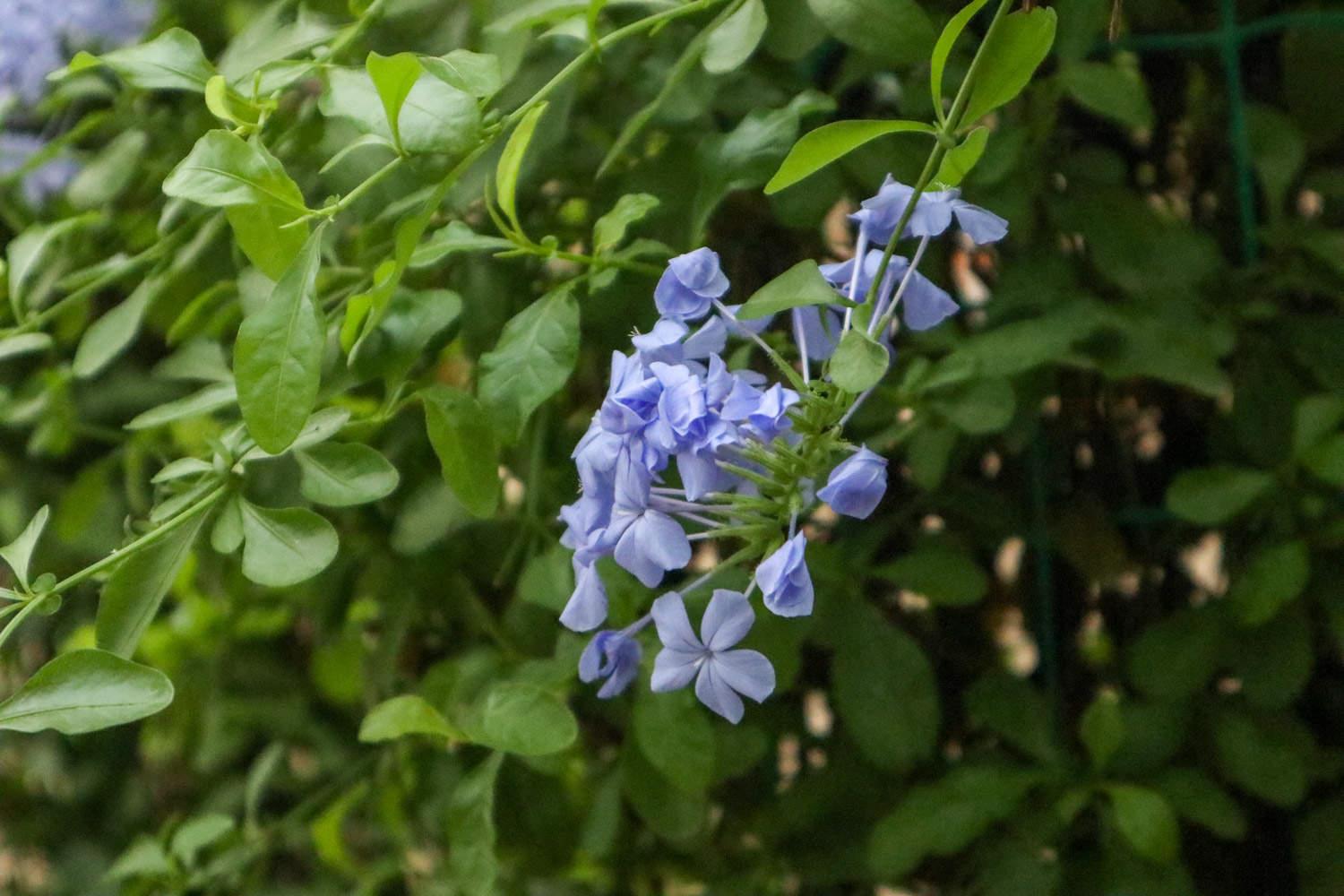 Blue Snowflake