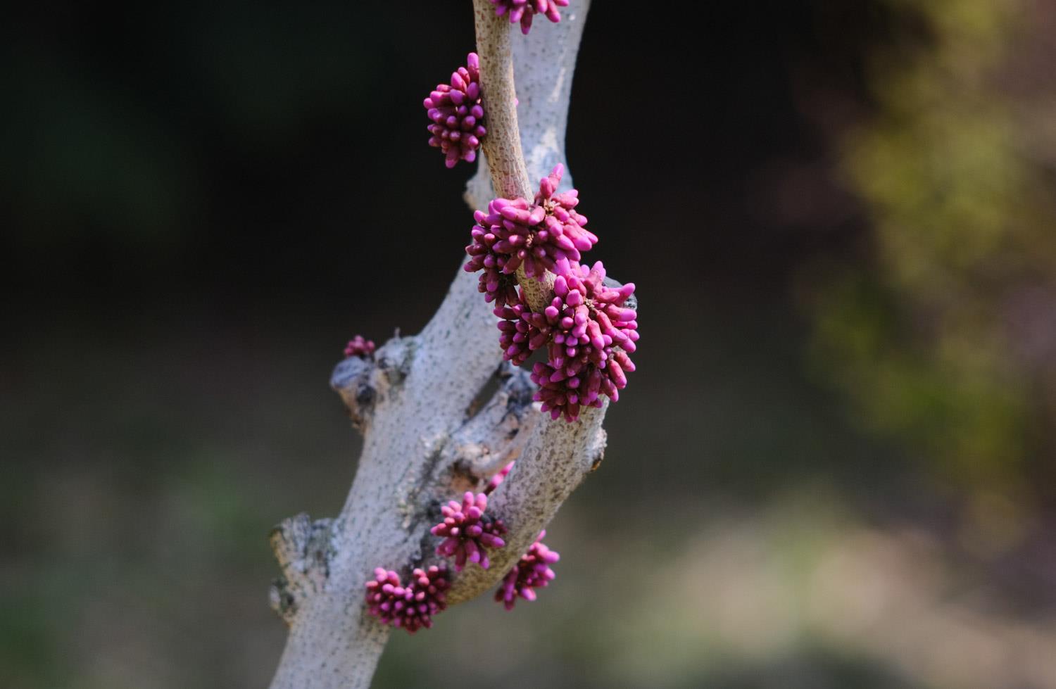 Redbud