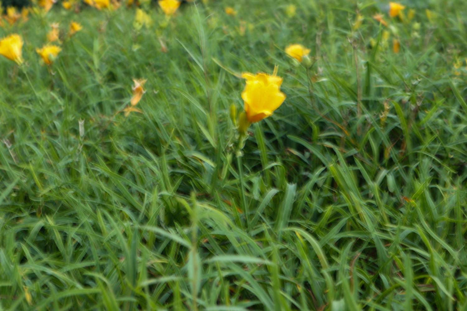 Hemerocallis fulva