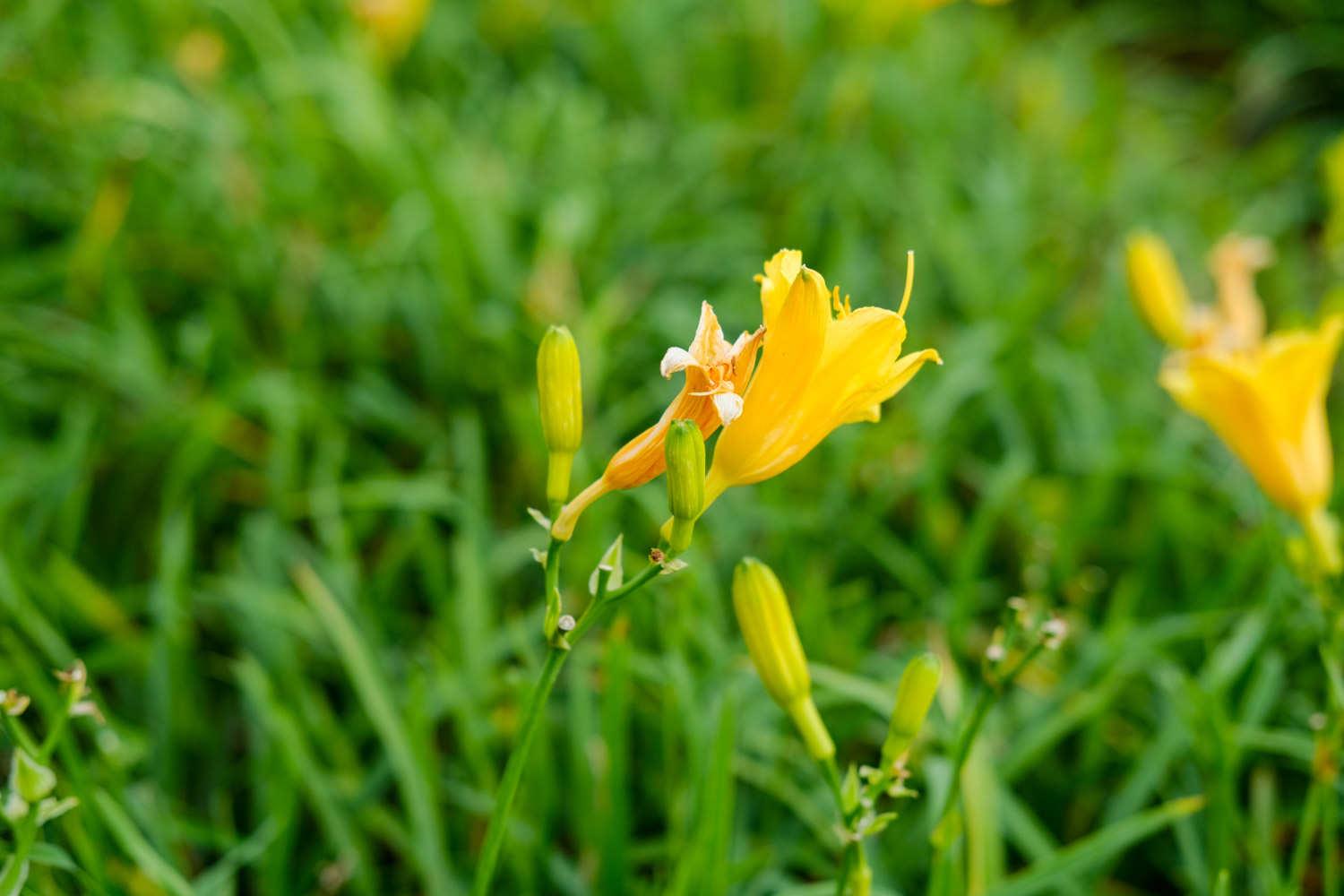 Hemerocallis fulva